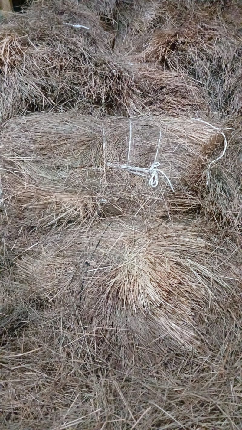 Comprar Paja de basto en Enjalmas el caporal